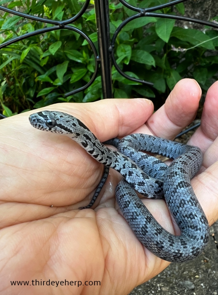 Baird's Rat Snake
